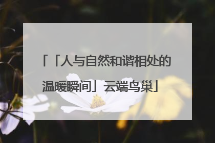 「人与自然和谐相处的温暖瞬间」云端鸟巢