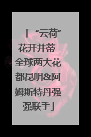 “云荷”花开并蒂 全球两大花都昆明&阿姆斯特丹强强联手