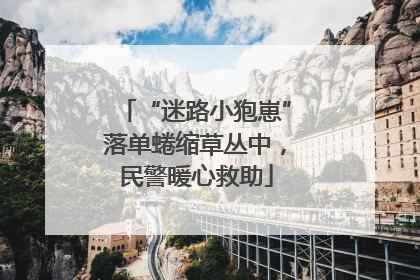 “迷路小狍崽”落单蜷缩草丛中，民警暖心救助