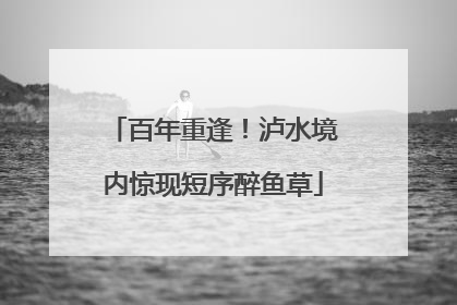 百年重逢！泸水境内惊现短序醉鱼草