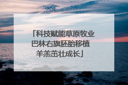 科技赋能草原牧业 巴林右旗胚胎移植羊羔茁壮成长