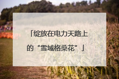 绽放在电力天路上的“雪域格桑花”