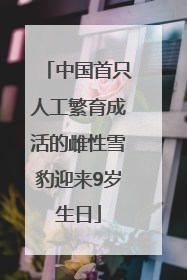 中国首只人工繁育成活的雌性雪豹迎来9岁生日