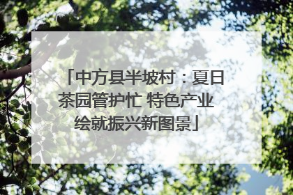 中方县半坡村：夏日茶园管护忙 特色产业绘就振兴新图景