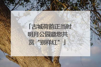 古城荷韵正当时 明月公园邀您共赏“别样红”