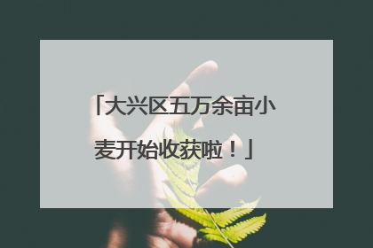 大兴区五万余亩小麦开始收获啦！