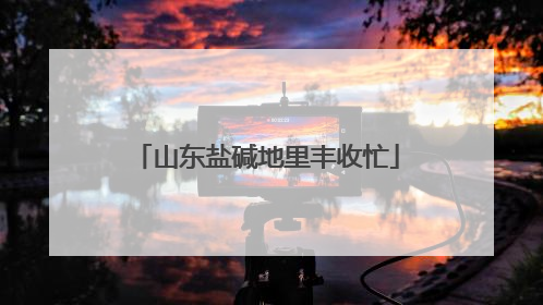 山东盐碱地里丰收忙