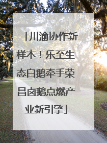 川渝协作新样本！乐至生态白鹅牵手荣昌卤鹅点燃产业新引擎