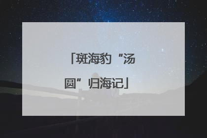 斑海豹“汤圆”归海记
