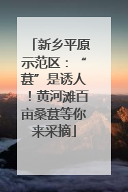 新乡平原示范区：“葚”是诱人！黄河滩百亩桑葚等你来采摘