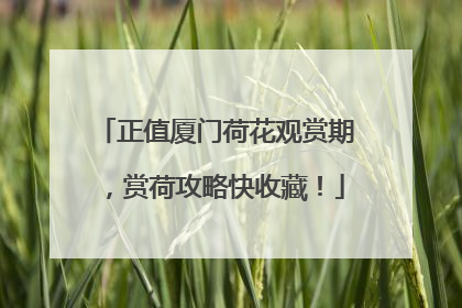 正值厦门荷花观赏期，赏荷攻略快收藏！
