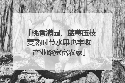 桃香满园、蓝莓压枝 麦熟时节水果也丰收 产业路宽富农家