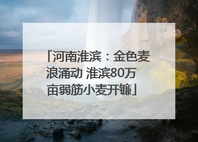 河南淮滨：金色麦浪涌动 淮滨80万亩弱筋小麦开镰