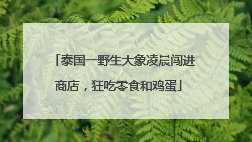 泰国一野生大象凌晨闯进商店，狂吃零食和鸡蛋