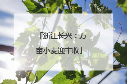 浙江长兴：万亩小麦迎丰收