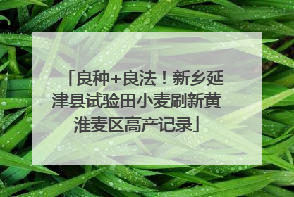 良种+良法！新乡延津县试验田小麦刷新黄淮麦区高产记录