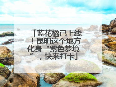 蓝花楹已上线！昆明这个地方化身“紫色梦境”，快来打卡