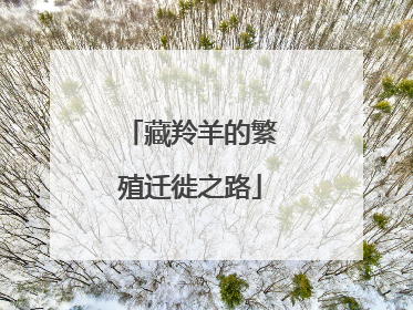 藏羚羊的繁殖迁徙之路