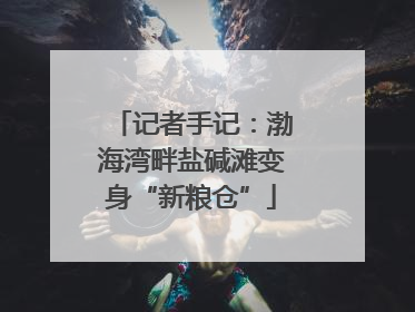 记者手记：渤海湾畔盐碱滩变身“新粮仓”
