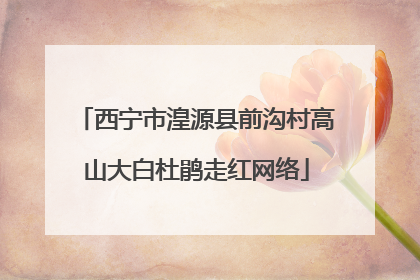 西宁市湟源县前沟村高山大白杜鹃走红网络