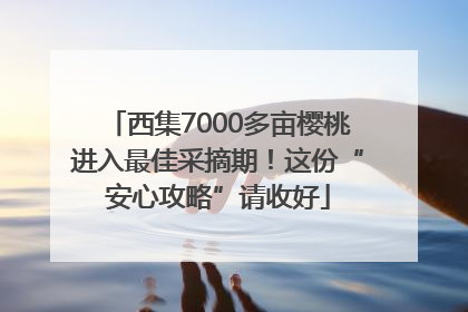 西集7000多亩樱桃进入最佳采摘期！这份“安心攻略”请收好