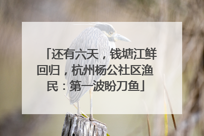 还有六天，钱塘江鲜回归，杭州杨公社区渔民：第一波盼刀鱼