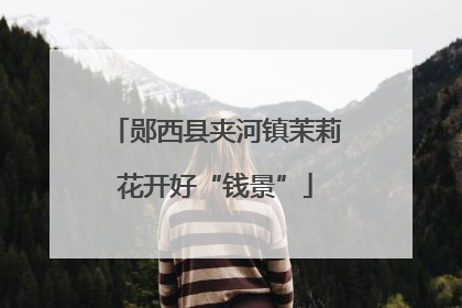 郧西县夹河镇茉莉花开好“钱景”