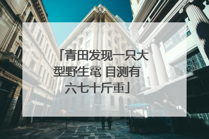 青田发现一只大型野生鼋 目测有六七十斤重