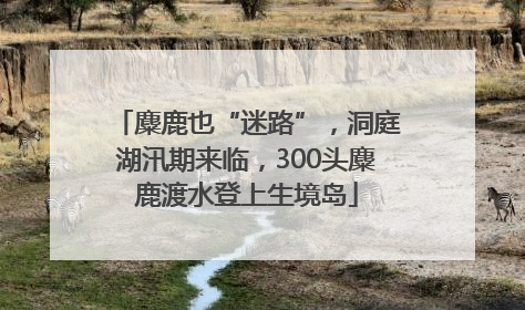 麋鹿也“迷路”，洞庭湖汛期来临，300头麋鹿渡水登上生境岛