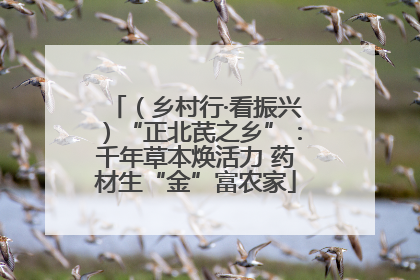 （乡村行·看振兴）“正北芪之乡”：千年草本焕活力 药材生“金”富农家