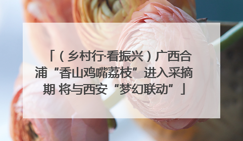 （乡村行·看振兴）广西合浦“香山鸡嘴荔枝”进入采摘期 将与西安“梦幻联动”